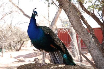 Peacock perching on tree trunk