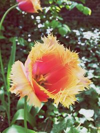 Close-up of yellow flower