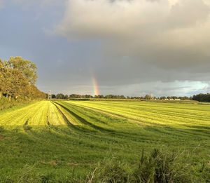 Scenic view of agricultural field against sky