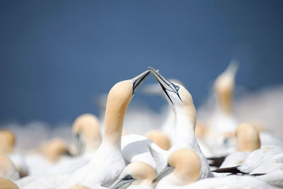 Low section of gannets against blue sky