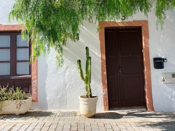 Potted plant against building