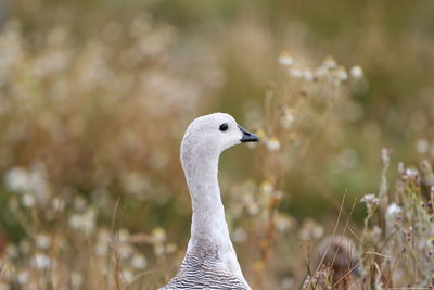 Close-up of bird against blurred background