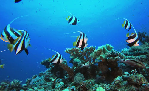 Fish swimming in sea