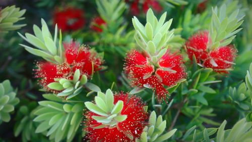 Close-up of red flowering plant