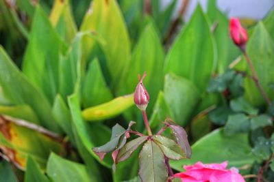 Close-up of pink flowering plant