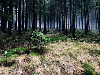 Trees in forest