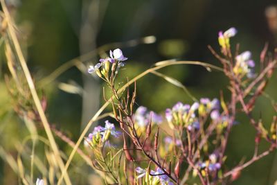 Close-up of purple flowering plant