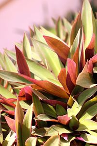 Close-up of plants