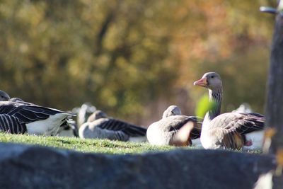 Close-up of birds flying