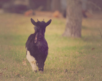 Goat walking on grassy field