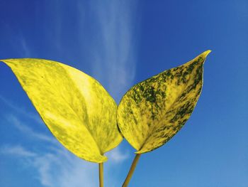 Close-up of yellow leaf against blue sky