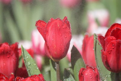 red