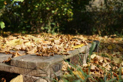 Close-up of dried leaves on wood in forest