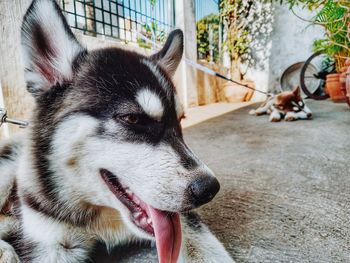 Close-up of dog standing on street