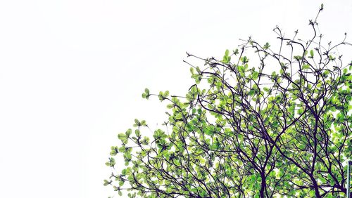 Low angle view of trees against clear sky