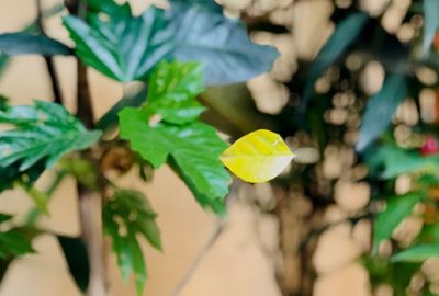 Close-up of yellow flowering plant leaves