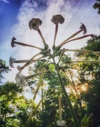 Low angle view of plants against sky