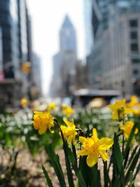 Close-up of yellow flowering plant against buildings