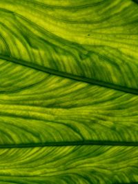 Full frame shot of palm leaf