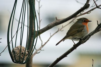 Close-up of bird perching on branch during winter