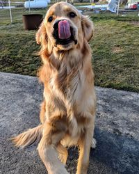 Close-up of golden retriever