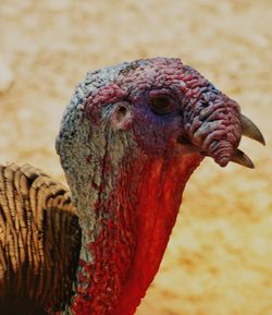 Close-up of a bird