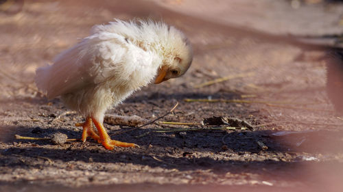 Close-up of a bird on field