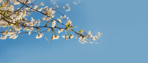 Low angle view of cherry blossoms against clear blue sky