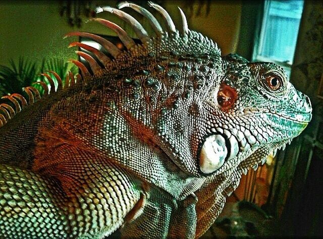 Red iguana