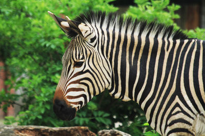 Close-up of a zebra