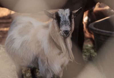 Portrait of kid goat at farm