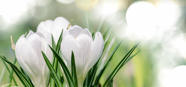 Close-up of white flowering plant