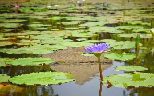 Lotus water lily in lake