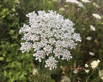 Close-up of white flowering plant on field