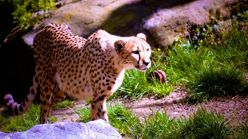 Cheetah in the wild