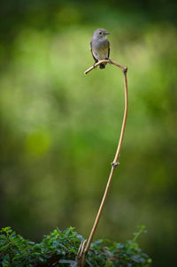 Bird perching on twig