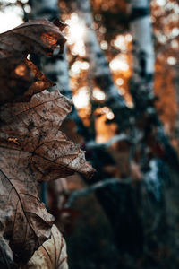 Close-up of dry leaves on tree