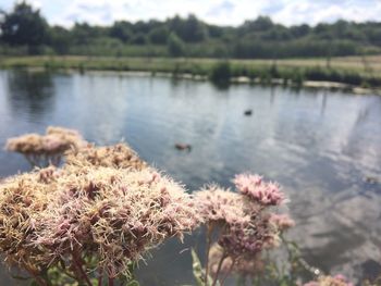 Close up of flowers in lake