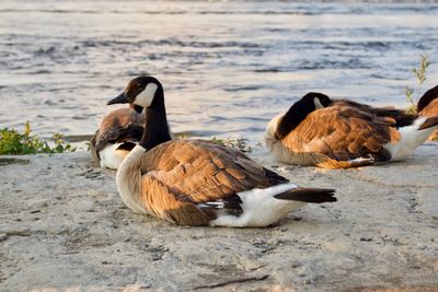 Ducks swimming on lake