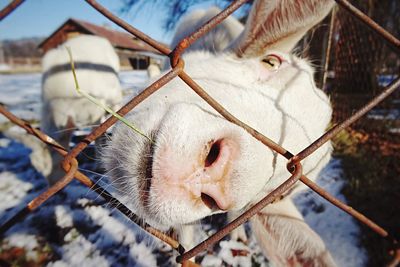 Goat looking through chainlink fence during winter
