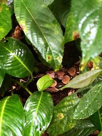 Close-up of green lizard on plant