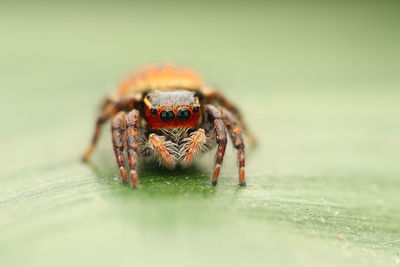 Close-up of spider