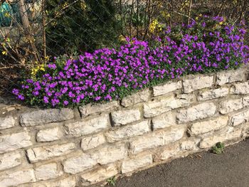 Close-up of purple flowers