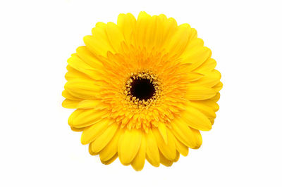 Close-up of sunflower against white background