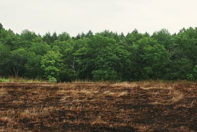 Trees growing on field against sky