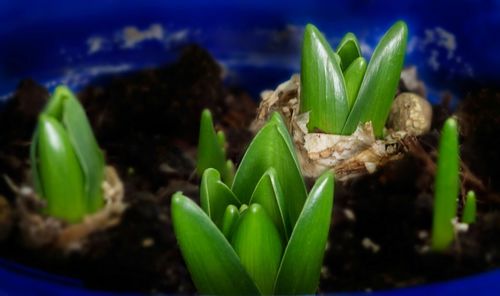 Close-up of plant