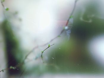 Close-up of plant growing outdoors