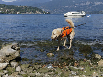 Dog wearing life jacket by beach