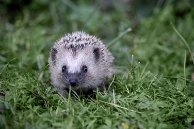 Little baby hedgehog 