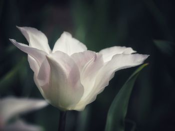 Close-up of white flowering plant